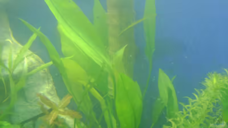 JBL C02 Vario Reaktor von Franz Wüest (18)