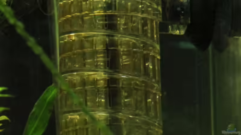 JBL CO2 Reaktor Taifun von David B (32)