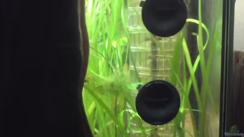 JBL CO2-Reaktor von bluestime (23)