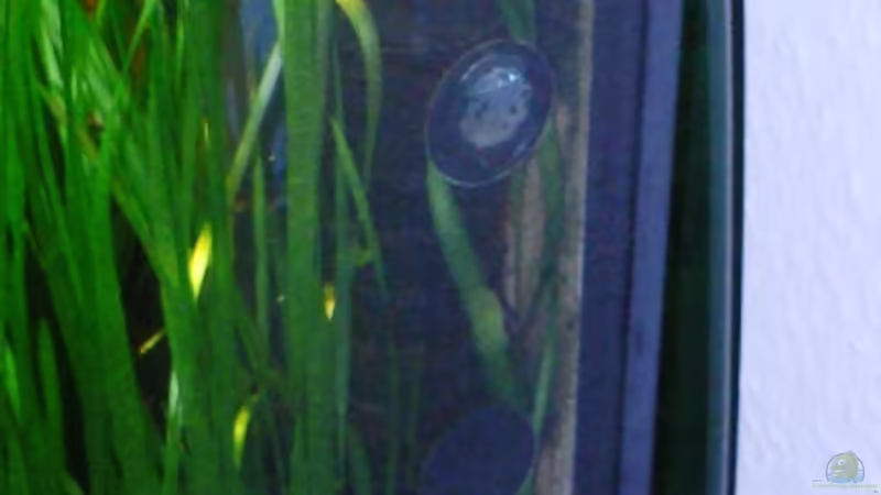 JBL Co2 Reaktor von Der Nicky (38)