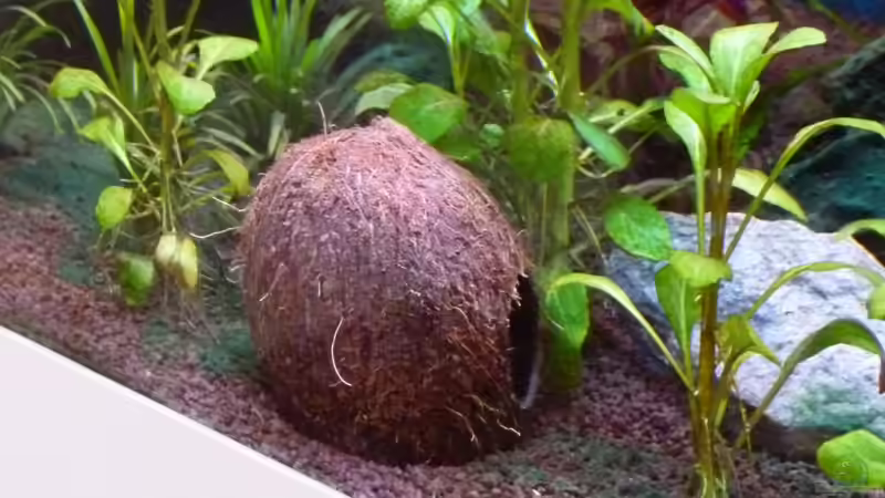 JBL Cocos Cava 3/4L von Mc.Maurer (20)