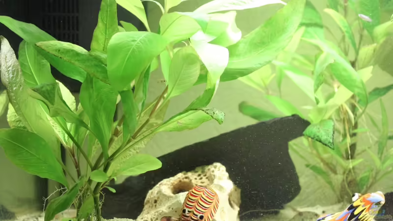 JBL CristalProfi i60 von Strandberd (14)