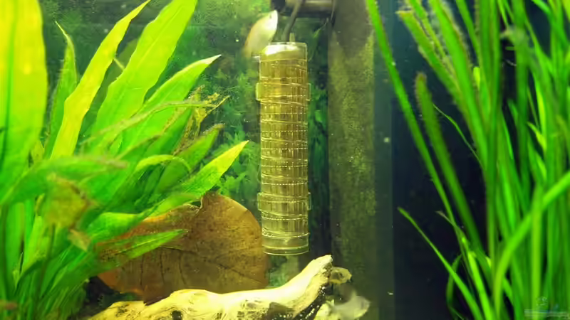 JBL Hochdiffusionsreaktor, Juwel Innenfilter Bioflow 3.0, Mangrovenholz von Theresa Horak (6)