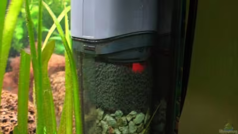 JBL ProCristal 100 (mit Schwamm + Zeolith) von André Martin (14)