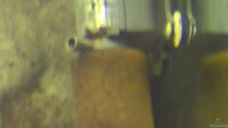 JBL Proflow 1000 mit Schwammfilter von boehmo (11)