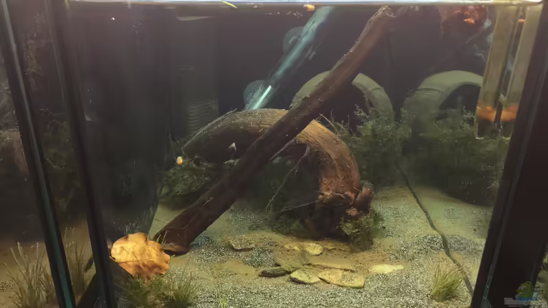 JBL Sansibar Dark von Danny (13)