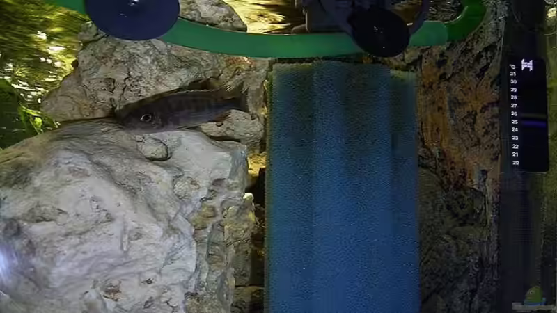 JBL Strömungspumpe , 1000l/h von Michael Krauss (5)