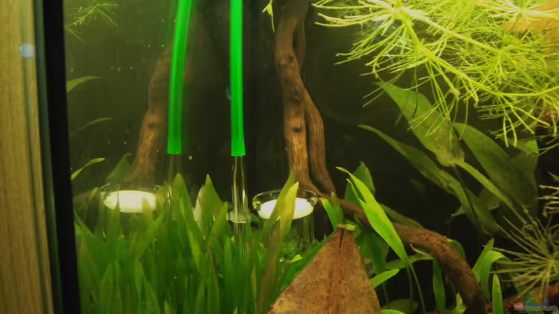 JBL Taifun nano von Fischkopp83 (12)