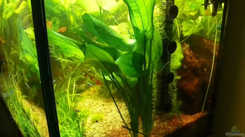 JBL vario Reaktor an der rechten Seitenscheibe von Die kleine Meerjungfrau (40)