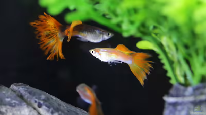 Je bunter, desto giftiger - Was ist dran an diesem Sprichwort