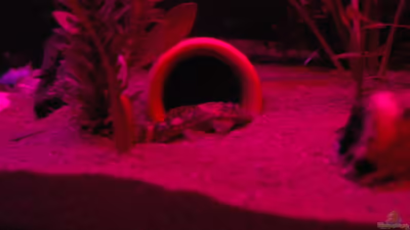 je dunkler desto aktiver werden die burschen von marciii1985 (23)