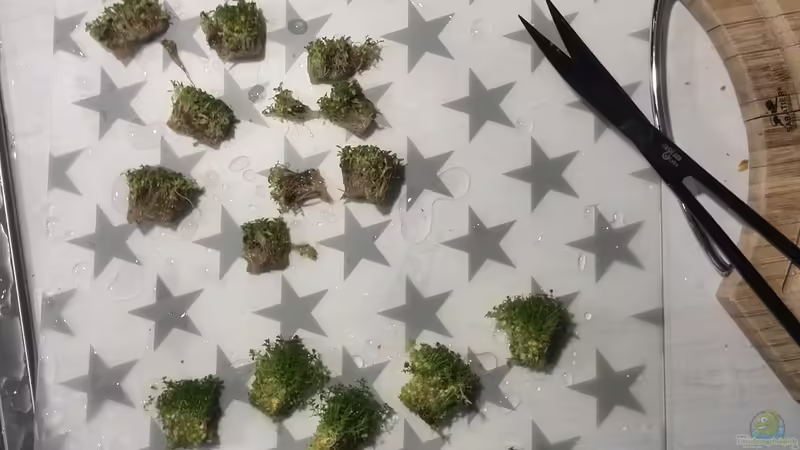 Je ein Invitro-Döschen: Alternanthera Reineckii ´Mini´, Elatine Hydropiper, Hemianthus von Vancouver2010 (18)