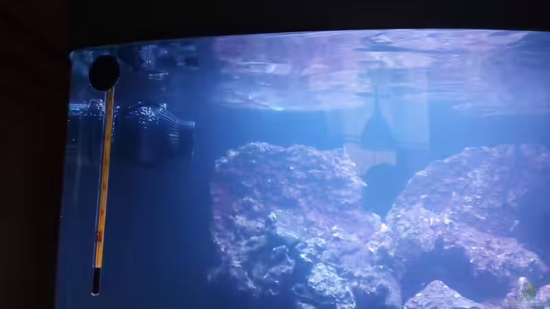 Jeabo WP10 Wavemaker von Dirk Simons (3)