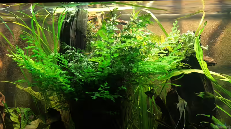 Jean-Pierre Heudelot – Ein fast vergessener Naturforscher mit Blick für Wasserpflanzen