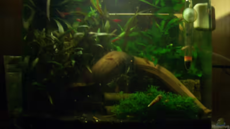 JEBO R31 von Sabrina (1)