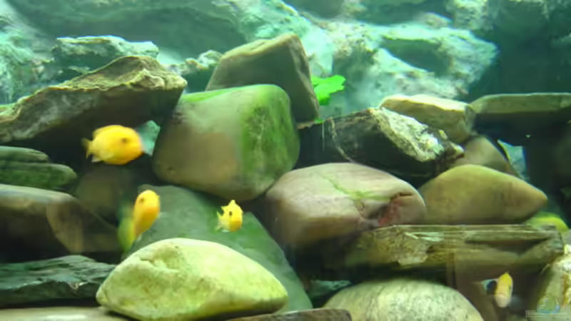 Jede Menge Flusskiesel bieten viele Versteckmöglichkeiten von Dennis Kremer (5)