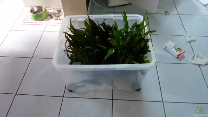 Jede Menge Javafarn aus dem 240er von Steffen S. (6)