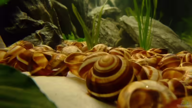 Jede Menge Schneckenhäuser (ca. 100 Stk.) von Trooper (37)