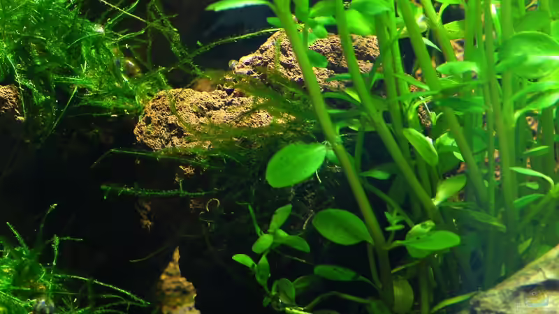 Jede Menge Verstecke und die zusätzliche Rotala von bergfrau (10)