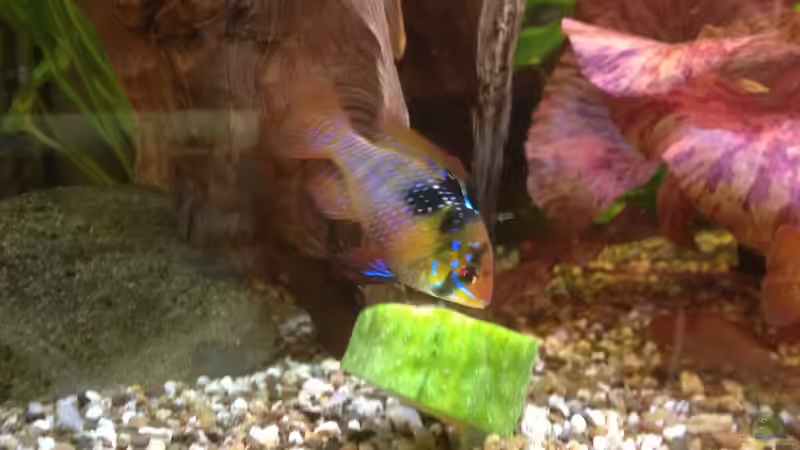 Jede Woche eine Gurge von Kunibert Schäfer (40)