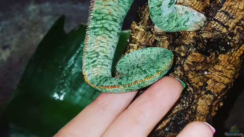 Jeden Abend wird es kringelig. von Cichliden-Kabuff (34)