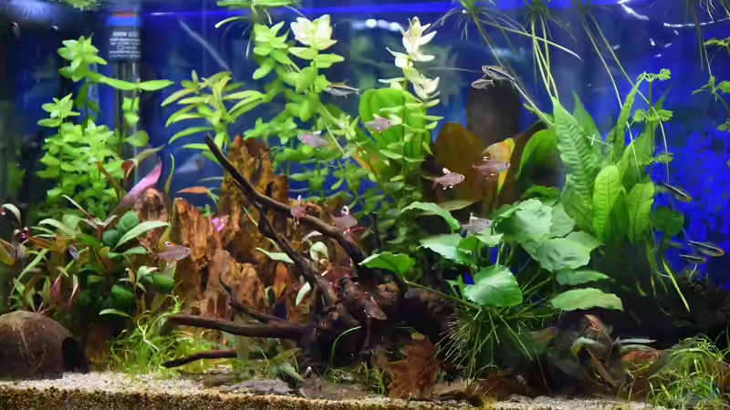 Jeden Tag verändert sich das Becken durch Pflanzenwuchs von Acki50 (10)