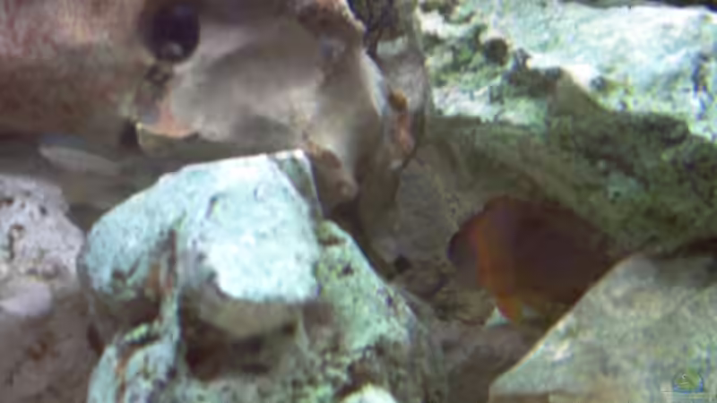 Jeder Fisch will sein Eigenheim von Alexander Siefer (6)