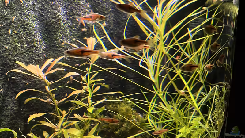 Jene Pflanzen wo ich keine Ahnung habe wie die heißen ? von BoelleRBL (13)