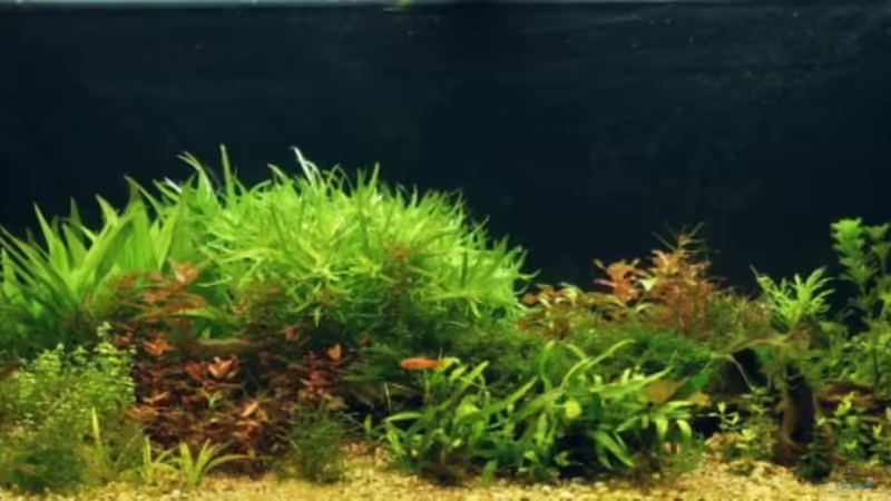 Jenseits von Asia von speedcats (1)