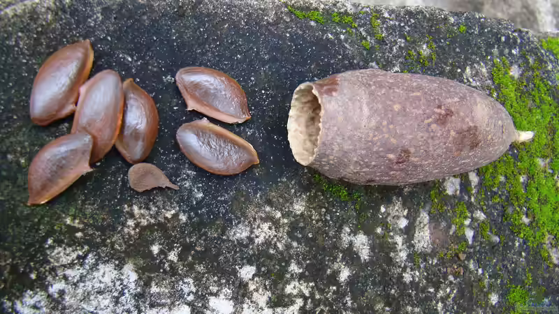 Jequitiba-Kapseln als Deko im Aquarium - natürlicher Look, gesunde Wirkung und spannende Einsatzmöglichkeiten