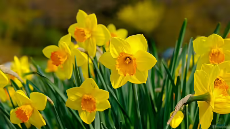 Jetzt an den Frühling denken: Pflanzzeit für Frühblüher