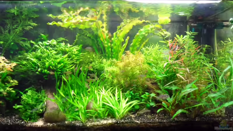 jetzt brennen die Röhren 1, 3+4 von Bungi (8)