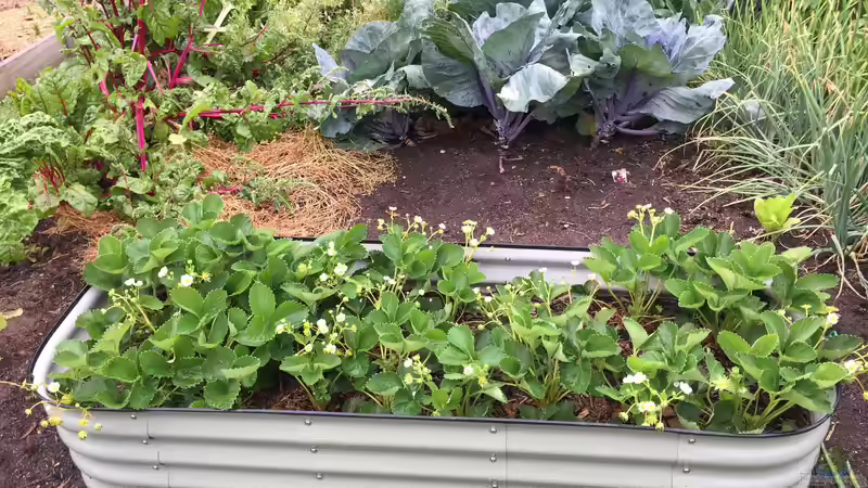 Jetzt Erdbeeren pflanzen für eine reiche Ernte im nächsten Jahr