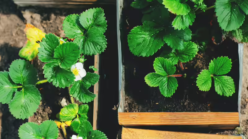 Jetzt Erdbeeren pflanzen für eine reiche Ernte im nächsten Jahr