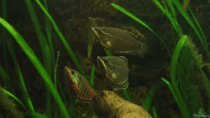 Jetzt gibts gleich was zu futtern von andif (22)