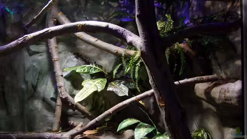 Jetzt hängt auch das Farn von Betta Chris (11)