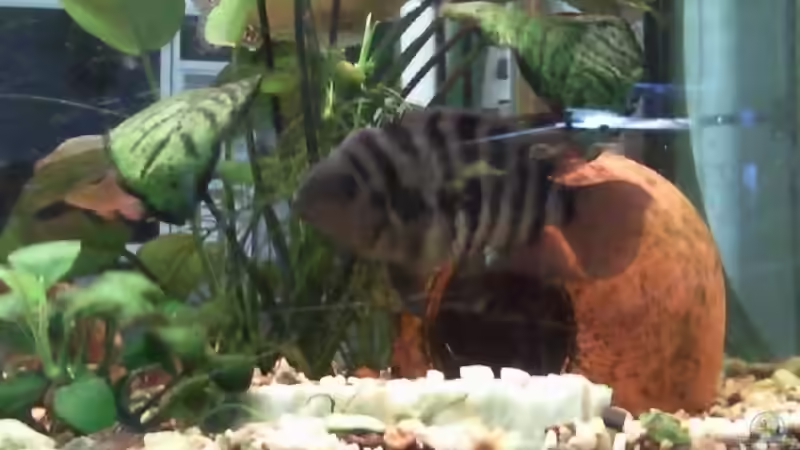 Jetzt Höhle von Metallies besetzt von mikael38 (28)