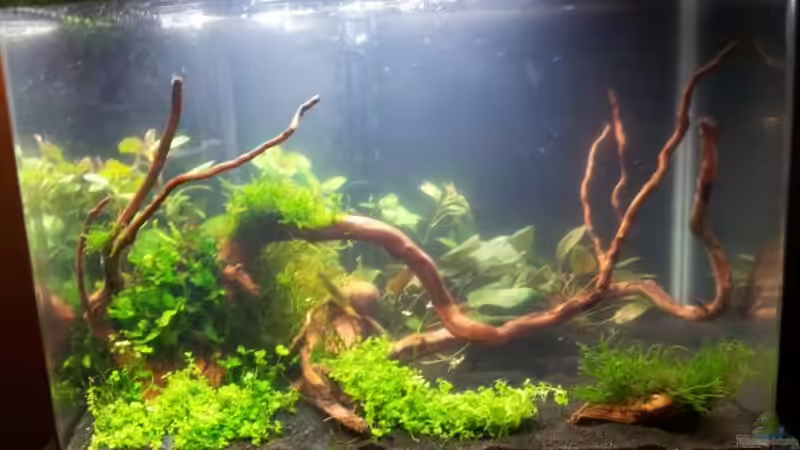 Jetzt ist auch die Ludwigia repens drin von feuervogel-82 (7)