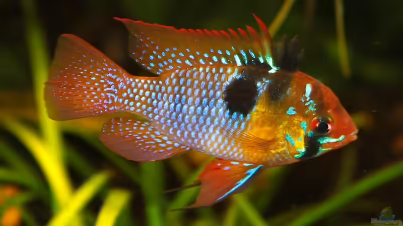 jetzt ist aus dem Männchen ein Mann geworden von diveman (32)