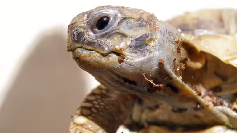 Jetzt ist dann mal Ruhe: Winterschlaf bei Terrariumtieren