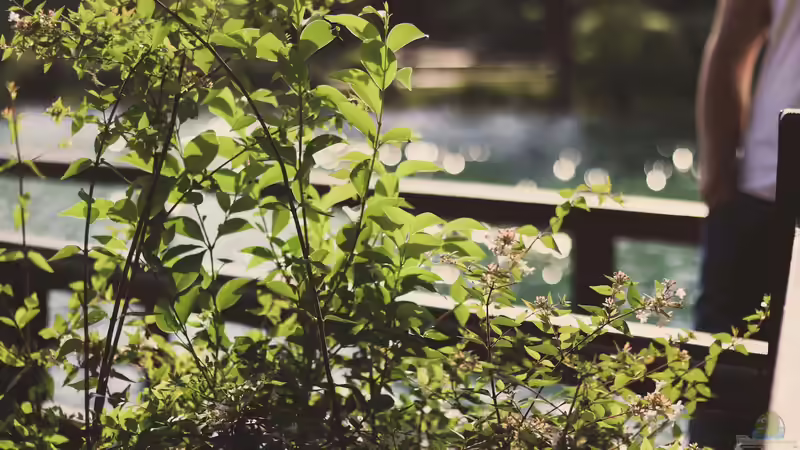 Jetzt ist Pflanzzeit im Gartenteich