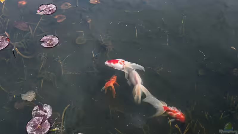 Jetzt ist Pflanzzeit im Gartenteich