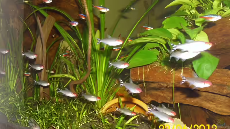 Jetzt kommt die Rotkopf-Armee von Günther Kröger (44)