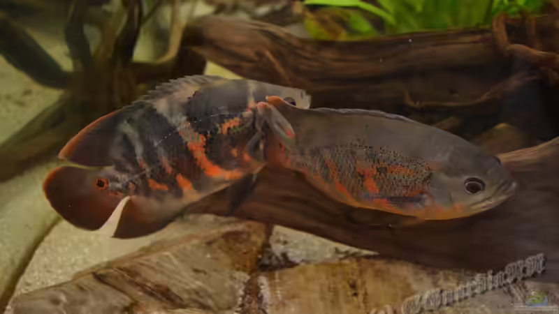 Jetzt kommt langsam die Zeit der Paarbildung. von GGuardiaNN (94)