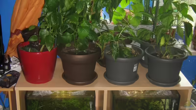 Jetzt mit Chilis oben drauf, das linke Becken ist das vorgestellte von chrisi01 (4)