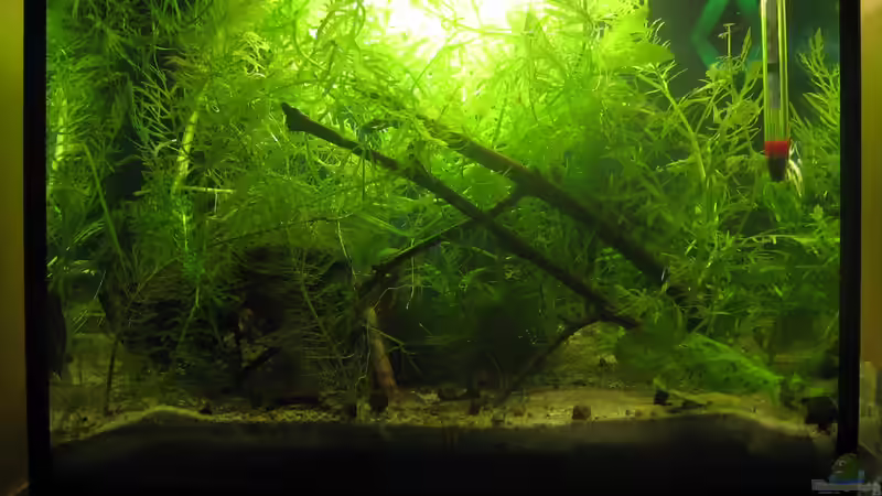 jetzt mit ISO80 so gefällt es mir :) Foto ist vom 26.8 von chrisi01 (8)