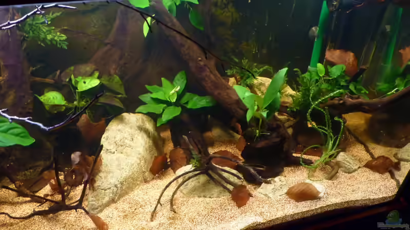 jetzt mit mehr Blättern und ??sten *27.04.2013* von lützkopf (20)