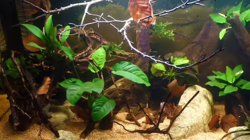 jetzt mit mehr Blättern und ??sten *27.04.2013* von lützkopf (21)