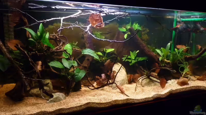 jetzt mit mehr Blättern und ??sten *27.04.2013* von lützkopf (22)