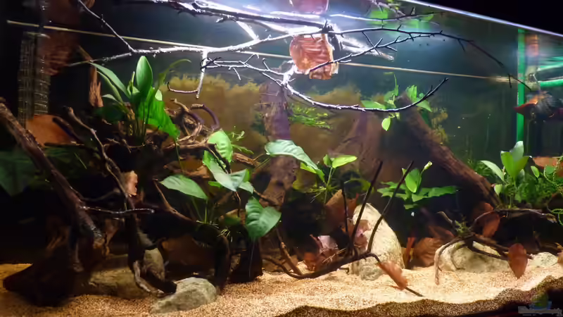 jetzt mit mehr Blättern und ??sten *27.04.2013* von lützkopf (23)